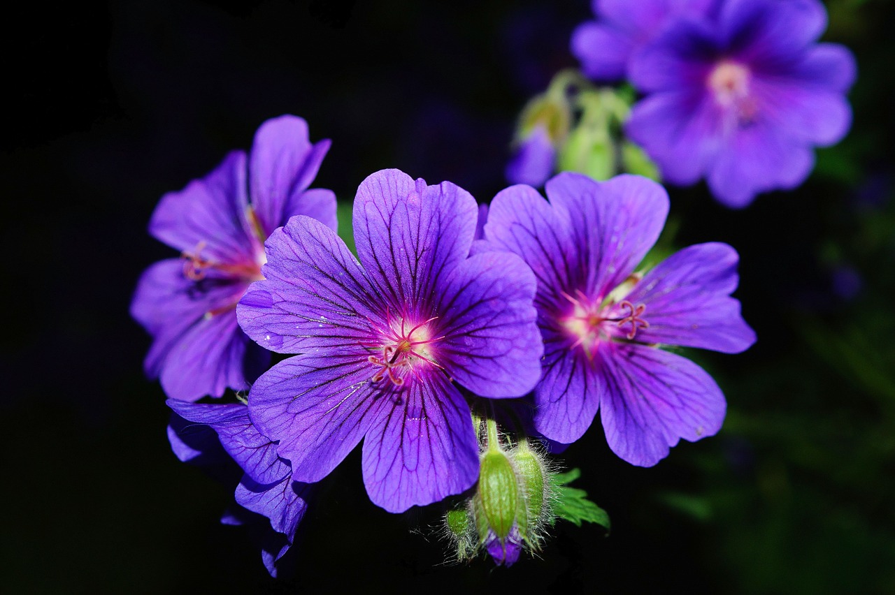 Anginka (pelargonia pachnąca) – pielęgnacja i uprawa w domu