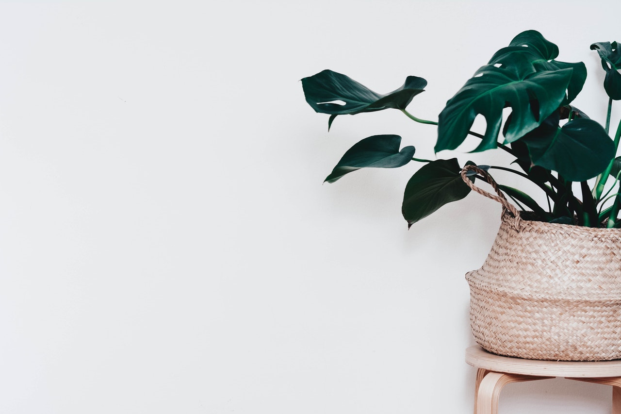 Monstera – pielęgnacja, rozmnażanie, przesadzanie