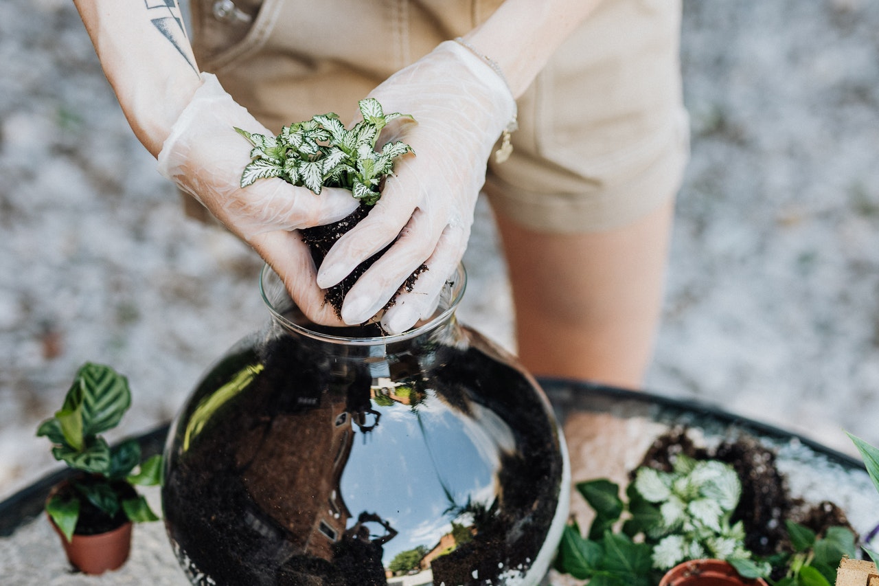 Ogród w słoiku – pielęgnacja. Jak podlewać i dbać o las w szkle?