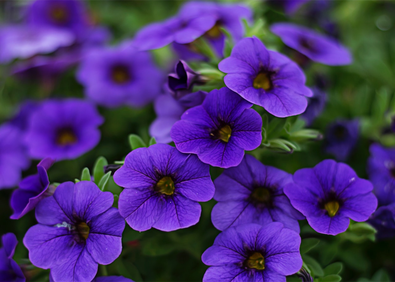 Surfinia (petunia zwisająca) – wymagania i porady pielęgnacyjne
