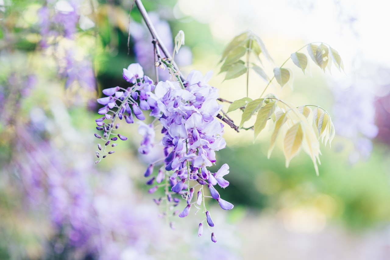 Wisteria (glicynia) – kiedy sadzić i jak pielęgnować glicynię