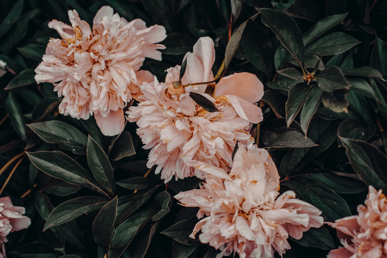 Piwonie (peonie) w ogrodzie – odmiany, sadzenie, uprawa