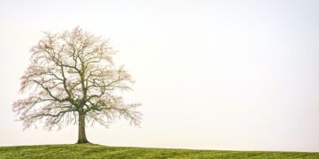 Jak to jest z wycinaniem drzew na własnym podwórku